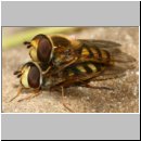 Eupeodes corollae - Gemeine Feldschwebfliege 04.jpg